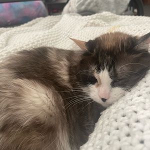 Meet your Posher, Ava